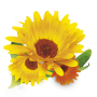 Bione Cosmetics Calendula Hand Balm 200 ml