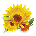 Bione Cosmetics Calendula Cosmetic Toilet Vaseline 155 ml