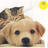Nekupto Card Slots Dog, Cat, G 46 3256