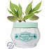 Jeanne en Provence Amande Douce Sweet Almond Body Cream 200 ml