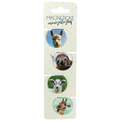 Albi Magnetic mini folders Photographed animals, diameter 3 cm 4 pieces