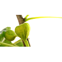 Millefiori Milano Natural Green Fig & Iris - Green Fig and Iris Diffuser 500 ml + 12 stalks in the length of 35 cm for large spaces The filling lasts 6-7 months