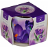 Essences of Life Crocus aromatic candle in glass 100 g