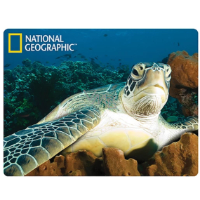 Prime3D postcard - Water turtle 16 x 12 cm