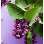 Village Candle Wild Lilac scented candle in glass 2 wicks 602 g