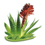 Bione Cosmetics Aloe Vera body and face cream for all skin types 260 ml