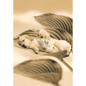 Nekupto greeting card