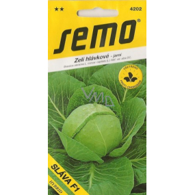 Semo Headed Cabbage Spring Glory F1 50 seeds