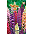 Seva Seed lupine Rusell - a mixture of colors 1.5 g