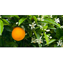 Millefiori Milano Natural Legni and Fiori d'Arancio - Wood and Orange flowers Refill diffuser for incense stalks 500 ml