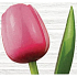 Bohemia Gifts Wooden tulip pink-white 34 cm