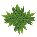 Bione Cosmetics Cannabis lip balm 25 ml