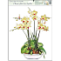 Orchid Yellow-White Adhesive-Free Window Film 42 x 30 cm