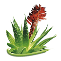 Bione Cosmetics Aloe Vera horse herbal ointment 300 ml