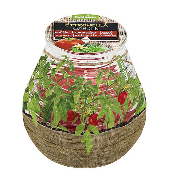 Bolsius Aromatic Citronella repellent in glass desing Herbs cherry tomatoes scented candle 90 x 94 mm