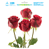 Arch Window film year-round rose 20 x 23 cm