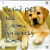 Albi Magnet Only a dog makes a house a real home 6,5 x 6,5 cm