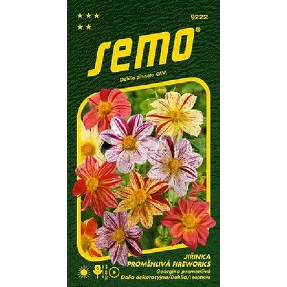 Semo Dahlia Fireworks 0.3 g