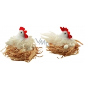 White shaggy hen in a 12 cm nest