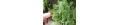 AgroBio® Mospilan®