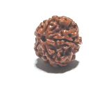 Rudraksha natural bead 18 mm 1 piece