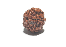 Rudraksha natural bead 18 mm 1 piece