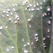 AgroBio® Decis AgroBio® Decis