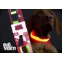 Albi Be seen! Collar luminous, flashing for large breeds, waterproof size L 40 - 55 cm, lights up to 60 hours