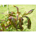 Agro Curl Stop treatment for peaches 2 × 10 g