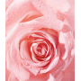 Nivea Rose Touch two-step eye make-up remover 100 ml