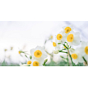 Millefiori Milano Laundry Jonquille - Narcissus sprinkling water for ironing 1 l