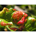 Agro Curl Stop treatment for peaches 2 × 10 g