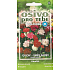 Seva - Flora Carnation Orion - mixture of colors 0,5 g
