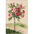 Bohemia Gifts Aromatic scented card Rose 10.5 x 16 cm