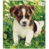 Press Plastic Bag 45 x 50 cm Puppy 1 piece