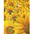 Nekupto Gift paper bag 23 x 18 x 10 cm Sunflower 1 piece 754 01 BM