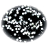 Emos Christmas lights white balls 8 m, 80 LED + 5 m cable