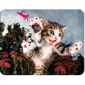 Prime3D postcard - Kitten 16 x 12 cm