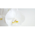Millefiori Milano Natural Fiori D´Orchidea - Orchid flowers Diffuser 500 ml + 12 stems in the length of 35 cm for large spaces lasts 6-7 months
