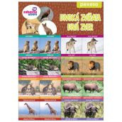 Ditipo Pexeso Wild Animals 297 x 222 mm