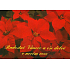 Nekupto Christmas-Joyful Christmas Postcard