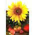 Nekupto Sunflower greeting card