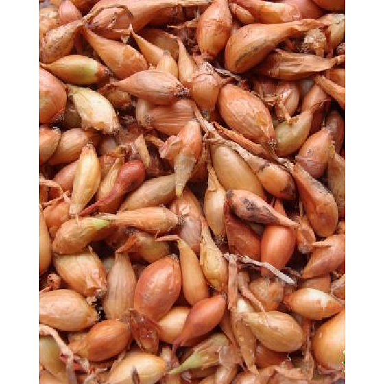 Všetana onion sets weighed 250 g
