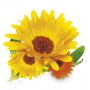 Bione Cosmetics Calendula Moisturizing Face Cream 51 ml