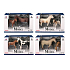 EP Line Model Series World of Animals Horse and Foal 2 pieces, various types, recommended age 3+