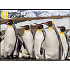 Prime3D Magnet - Penguins 9 x 7 cm