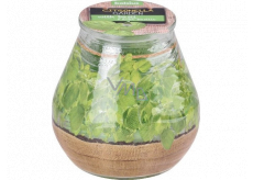 Bolsius Citronella scented candle glass Basil 90 x 94 mm