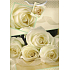 Nekupto Gift paper bag 32.5 x 26 x 13 cm White roses 1 piece 583 01