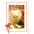 Nekupto Postcard