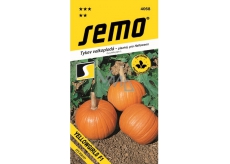 Semo Gourd creeping Yellowgirls F1 for Halloween 3 g